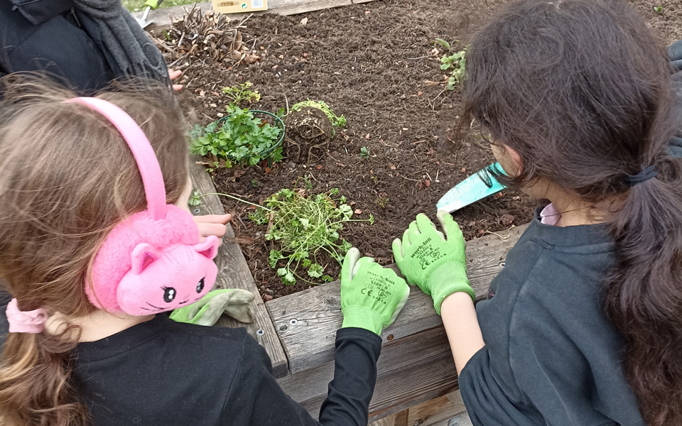 Die Gemeinschaftshochbeete werden bepflanzt
