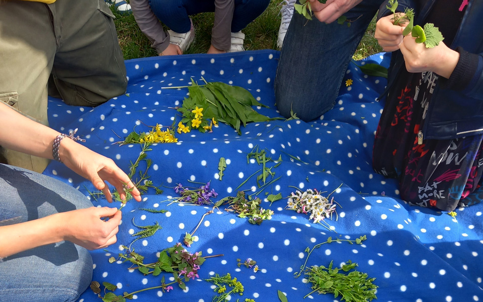 Kräutersammeln beim Ausflug in den Prater
